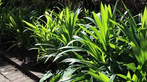 Tak hanya itu, pandan itu pasti identik dengan warna hijau. Cara Menanam Daun Pandan Dalam Pot Bisa Jadi Alternatif Bisnis Mediatani