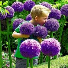 That's why ornamental flowering alliums are exceptional. Giant Onion Seeds Globemaster Allium Giganteum Cena 1 95