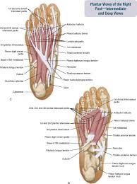 Interossei refer to muscles between certain bones. Right Foot Anatomy