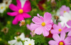 Check spelling or type a new query. Wallpaper Space Flowers Garden Pink White Green Background Lilac Bokeh Kosmeya Cosmos Images For Desktop Section Cvety Download