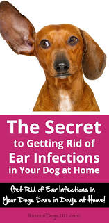 The Secret To Getting Rid Of Ear Infections In Your Dog At Home Dogs Ears Infection Ear Infection Dog Ear