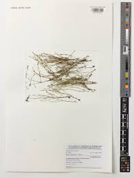 Image result for Crepidorhopalon parviflorus