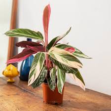 Luce crescente con supporto per piante lampade per coltivazione per piante da interno supporto per . Calathea Stromanthe If Creative Hub Prende Il Nome Dalle Sue Foglie