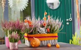 Herbst Deko Oh Du Schone Heide Lampionblume Deko Lampions