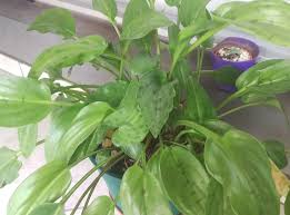 Image result for Setaria petiolata