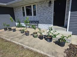 My hydrangea pergola garden.