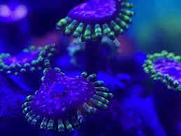 Mushroom spores don't actually contain psilocybin! Cheep Corals Nj Reef Club