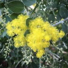 Image result for Acacia podalyriifolia