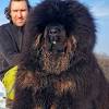 Then in the early thirties, it was exported to britain, this time as a ship dog. 1