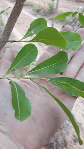 Image result for Ochna schweinfurthiana