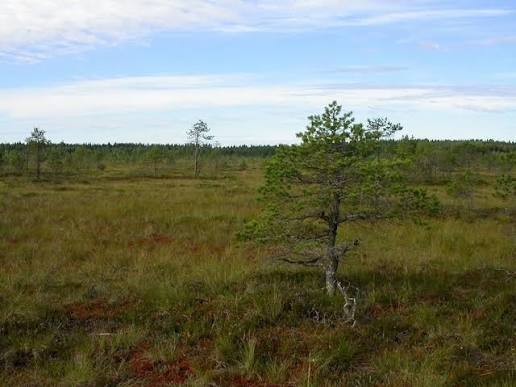 Neva on puuton, niukkaravinteinen avosuo. Reunamilla on mäntyä kasvavaa  rämettä.