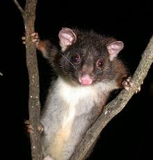 Possum (plural possums) (us) an opossum, a marsupial of the family didelphidae of the americas.any of the marsupials in several families of the order diprotodontia of australia and neighboring islands. Western Ringtail Possum Parks And Wildlife Service