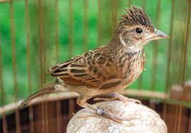 Gambar burung branjangan jantan : Branjangan Mirafra Javanica Burung Pinter Seneng Ngleper Ngleper