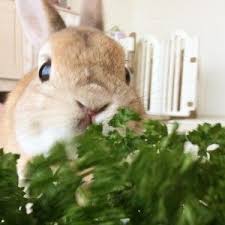 うさぎ博覧会に登場モキュ様とは うさぎの可愛い画像と動画集 日常のささやき cute animals animals rabbit