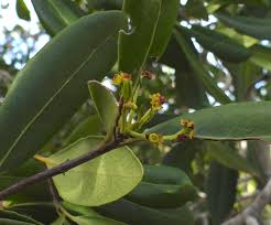 Image result for Elaeodendron