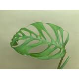 The moss pole is around 60 cm high and will need a new moss pole to grow on. Monstera Adansonii Subsp Laniata Ableger 9 90