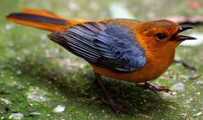 Image result for Cola natalensis