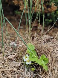 It prepares the ground in the summer for autumn planting. How To Transplant Strawberries Diy Danielle