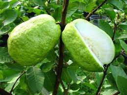 You get quality fruit trees direct from the fruit tree specialists. Guava California Tropical Fruit Tree Nursery