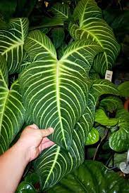 Xanthosoma Lindenii Caladium Caladium Cool Plants Plants
