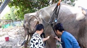 You can't think of elephants without immediately picturing that long trunk. Rescuers Battle To Save Starving Elephant Found Days From Death And Covered In Sores In Thailand Duk News