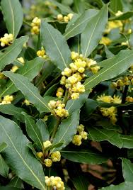 Définitionclassé sous :plante , herbe aromatique. Laurier Sauce Planter Et Tailler Ooreka