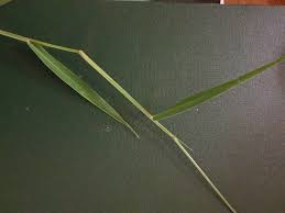 Image result for Urochloa semiundulata