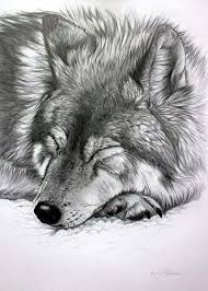 Beautyful Iwishacandrawit Dieren Tekenen Wolven Tekenen Realistische Tekeningen