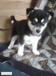 Siberian Husky Mini Puppy For Sale In Ohio Siberian Husky Mini Puppies Siberian Husky For Sale