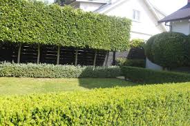 Pleached Trees Auckland New Zealand Privacy Screen Outdoor Landscape Design Tree