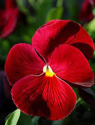 Red Colour Of Love Pansies Flowers Beautiful Flowers Pansies
