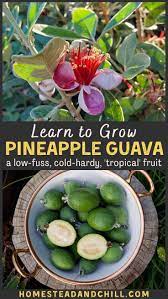 We have a large assortment of fruit tree ready for your garden. How To Grow Pineapple Guava Feijoa Cold Hardy Tropical Fruit Homestead And Chill Growing Pineapple Pineapple Guava Pineapple Guava Tree