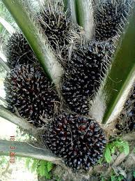 Image result for Elaeis guineensis