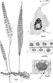 Image result for Pleopeltis macrocarpa