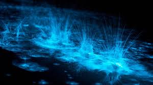 Check spelling or type a new query. Seas That Glow Like Stars Bbc Travel
