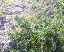 Image result for Asparagus flavicaulis