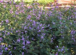 Image result for Hypoestes aristata