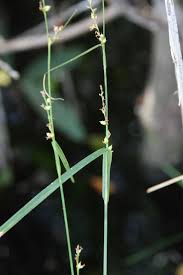 Image result for Scleria foliosa