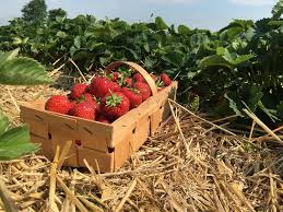 Berandathe cindy margurita strawberry and basal : Strawberry Varieties