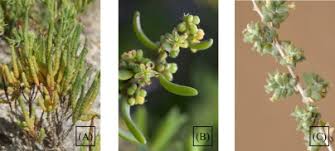 Image result for Suaeda sp. B