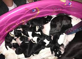 Maybe you would like to learn more about one of these? 100 European Great Danes For Sale Home Facebook