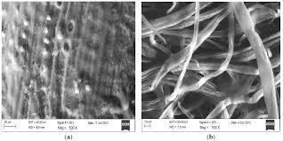 The wastes are abundantly available and has reached a level that severely threats the environment. Polymers Free Full Text Exploration Of A Chemo Mechanical Technique For The Isolation Of Nanofibrillated Cellulosic Fiber From Oil Palm Empty Fruit Bunch As A Reinforcing Agent In Composites Materials Html