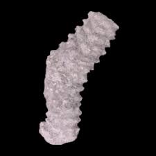 Image result for Stenostelma