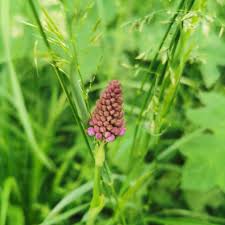 Check spelling or type a new query. Crown Vetch Tumblr Posts Tumbral Com