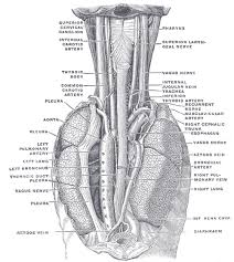 Book of chest anatomy is a passive item. Chest Anatomy