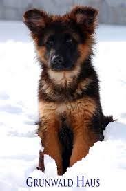 This is something everyone should see. Pin On German Shepherd Puppy