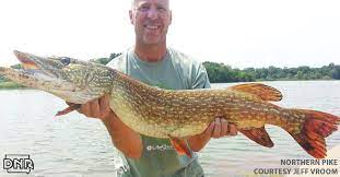 Offshore trolling for trophy walleyes and muskies. Know Your Catch How To Id Northern Pike And Muskies Dnr News Releases