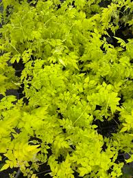 Image result for Jasminum schimperi