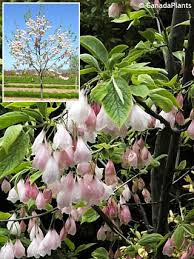 Image result for Halesia