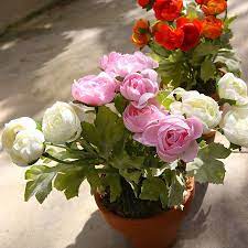 Potted Everlasting Ranunculus Plant Flowers Plants Beautiful Flowers